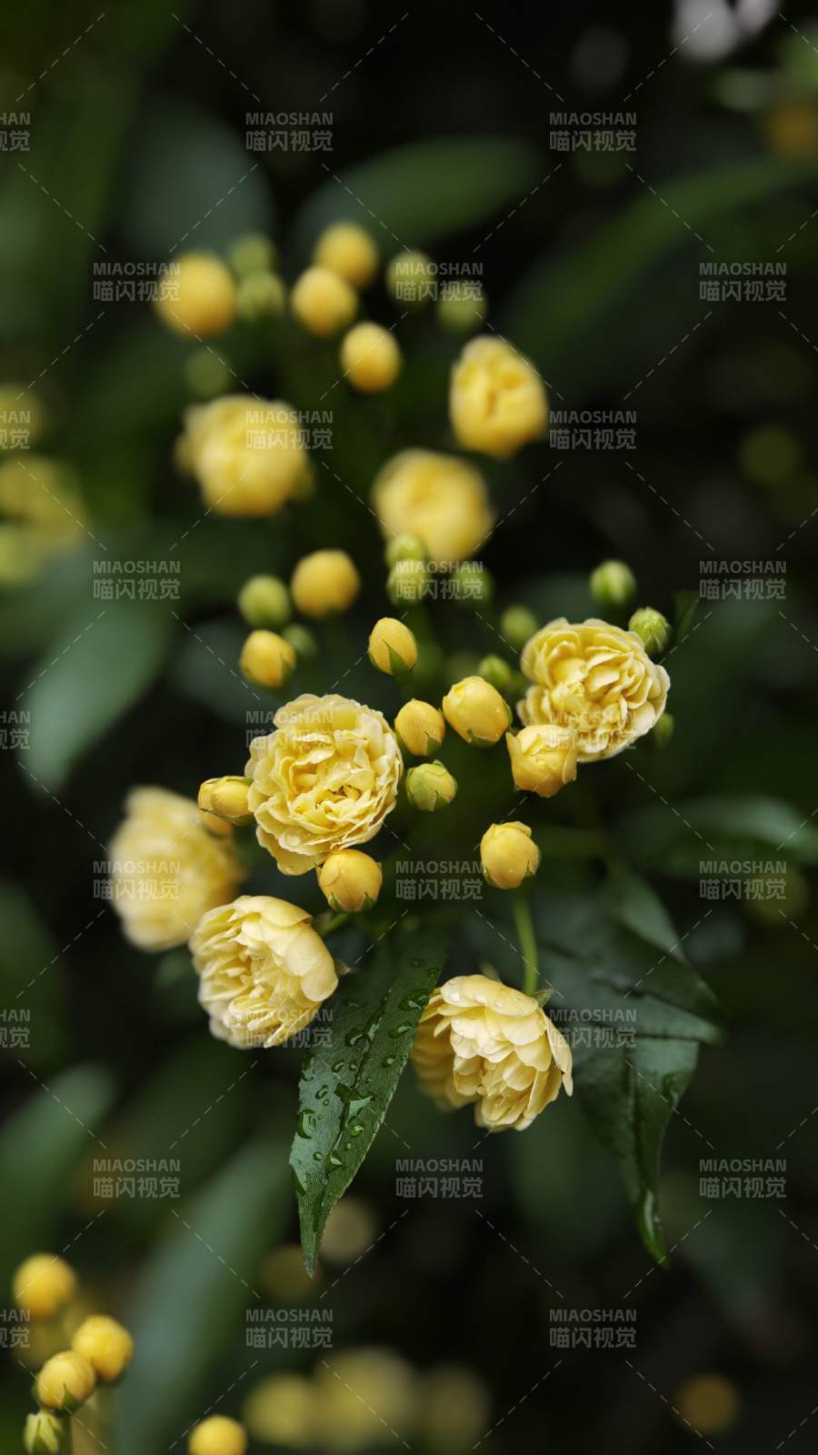 黄木香花绽放枝头图片