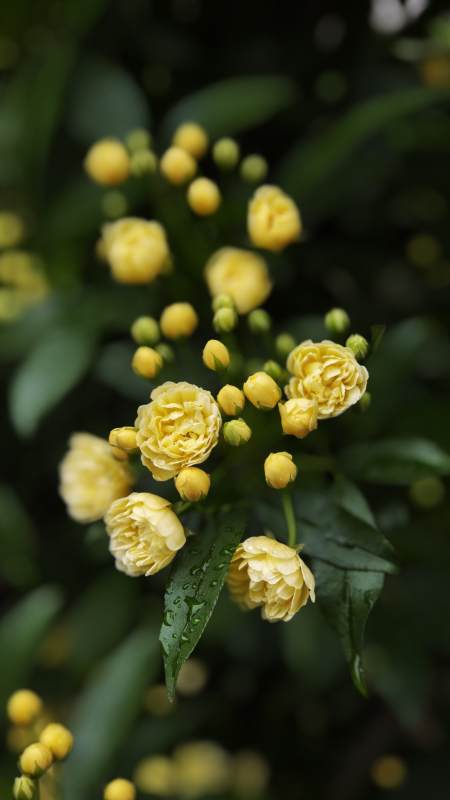 黄木香花绽放枝头图片