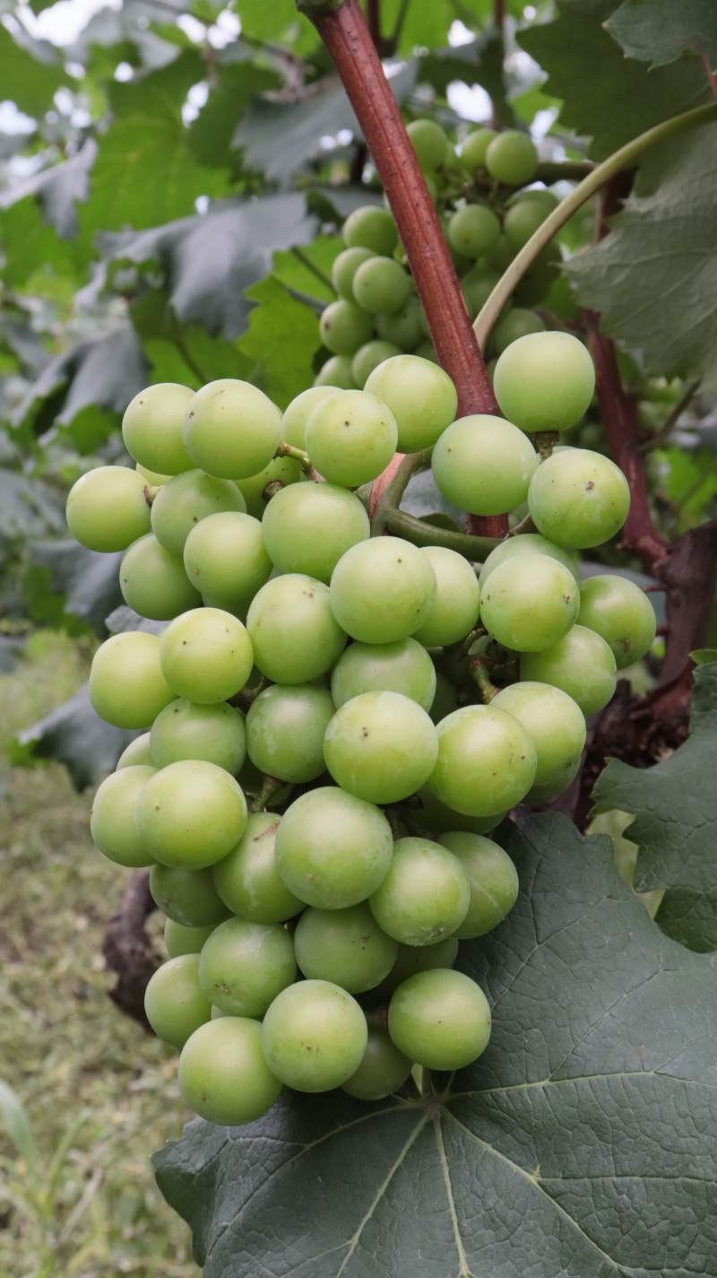 青葡萄挂枝头图片