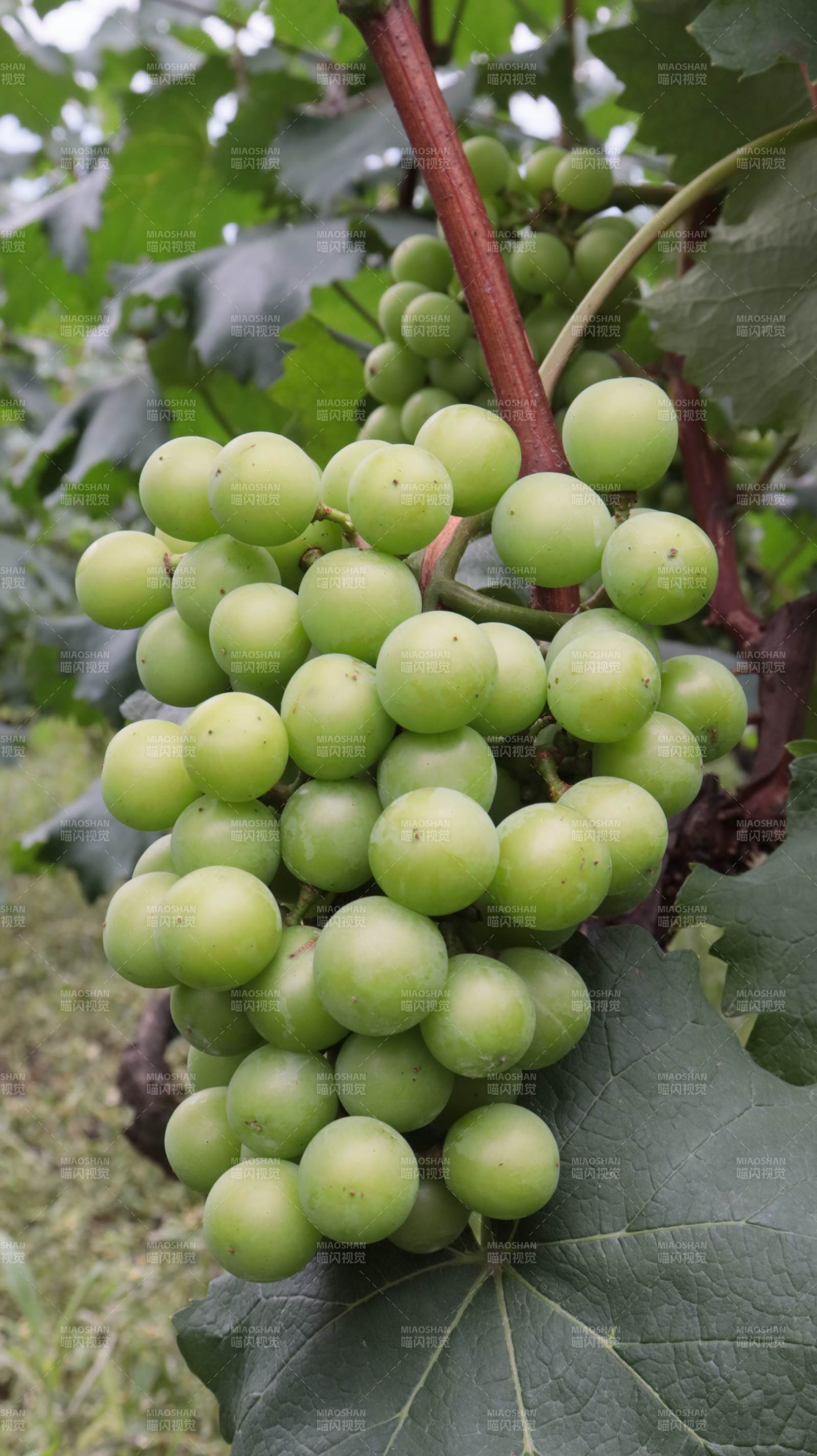 青葡萄挂枝头图片