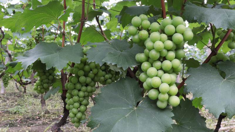 绿葡萄挂枝头图片