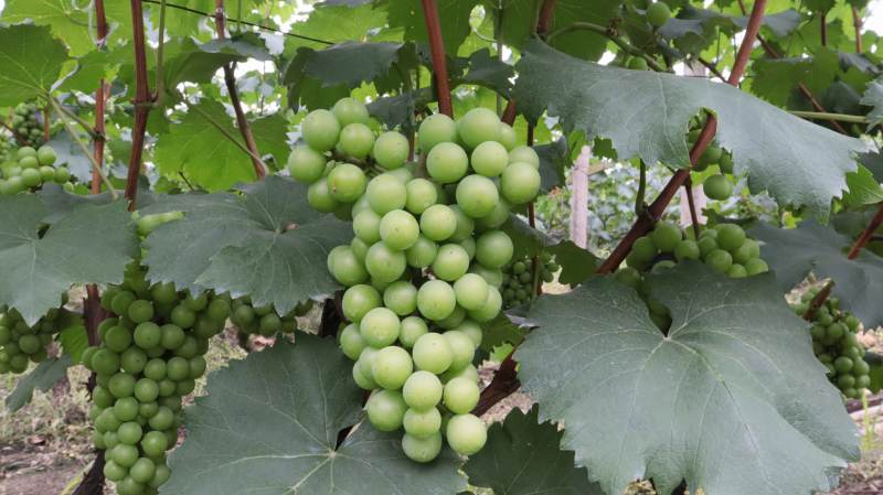 青葡萄挂枝头图片