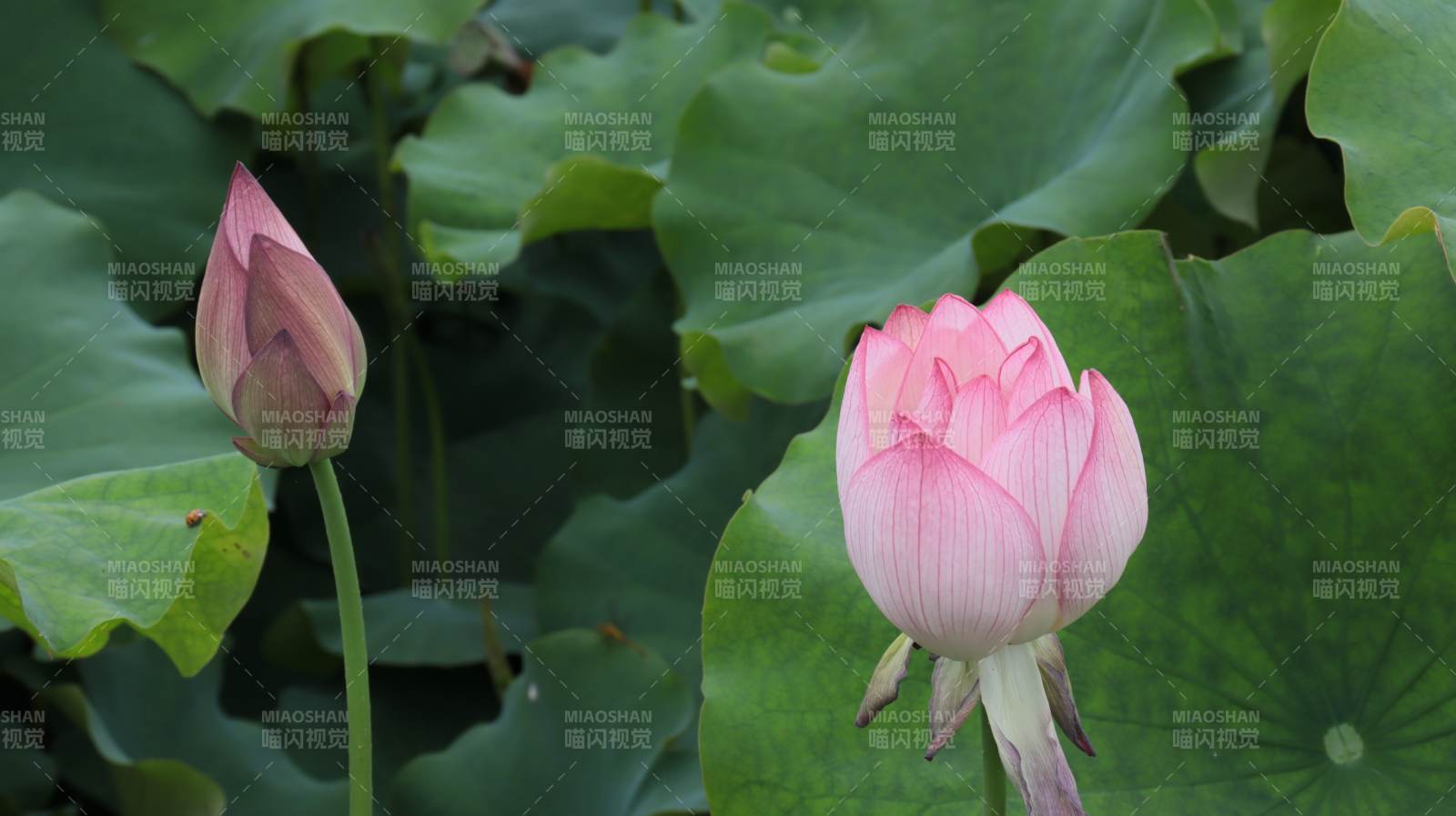 荷花绽放 绿叶相伴图片