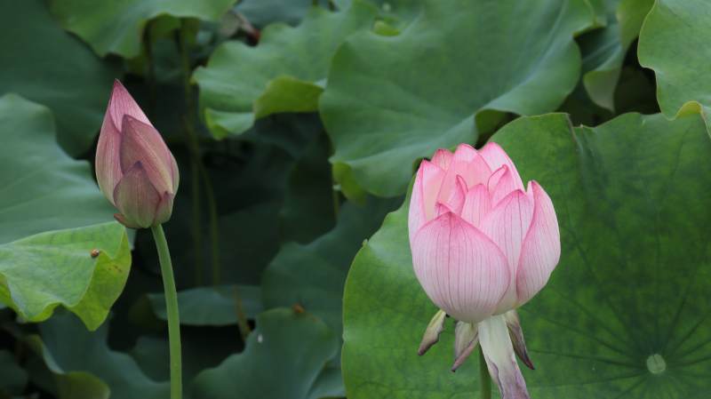 荷花绽放 绿叶相伴图片