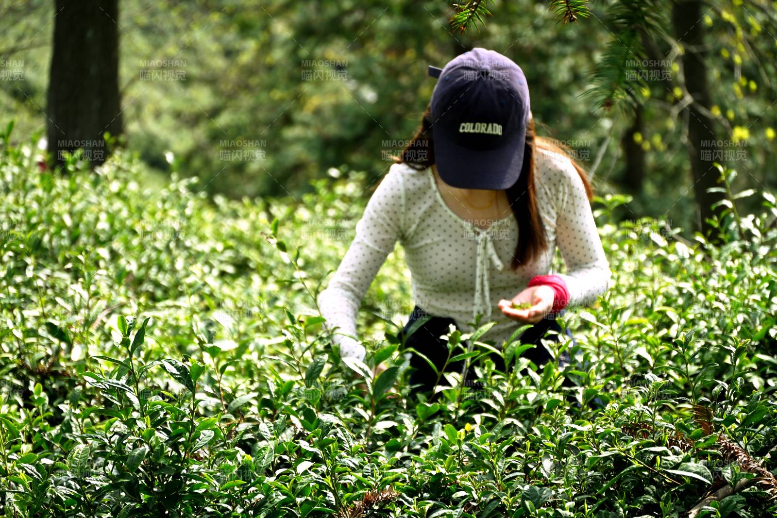 采茶女在茶园劳作图片