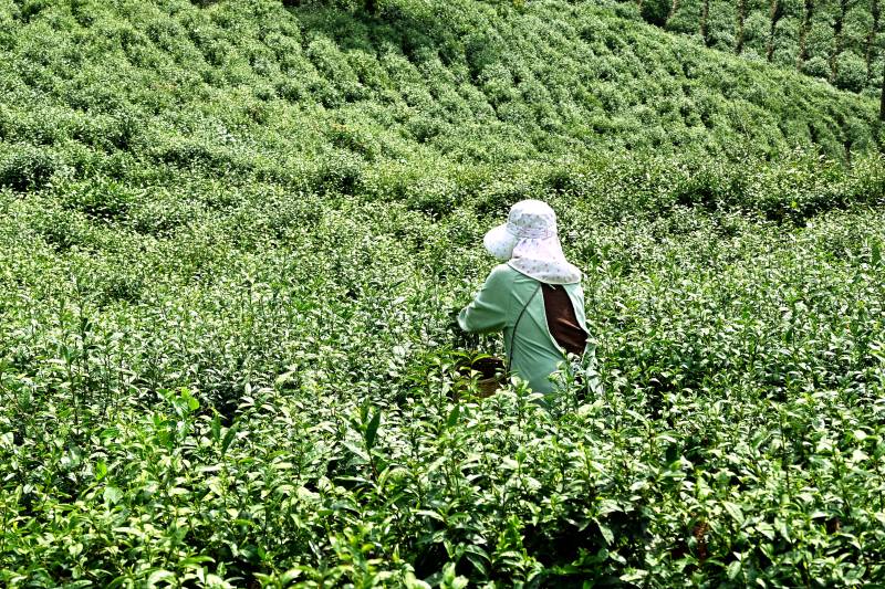 茶园采茶人图片