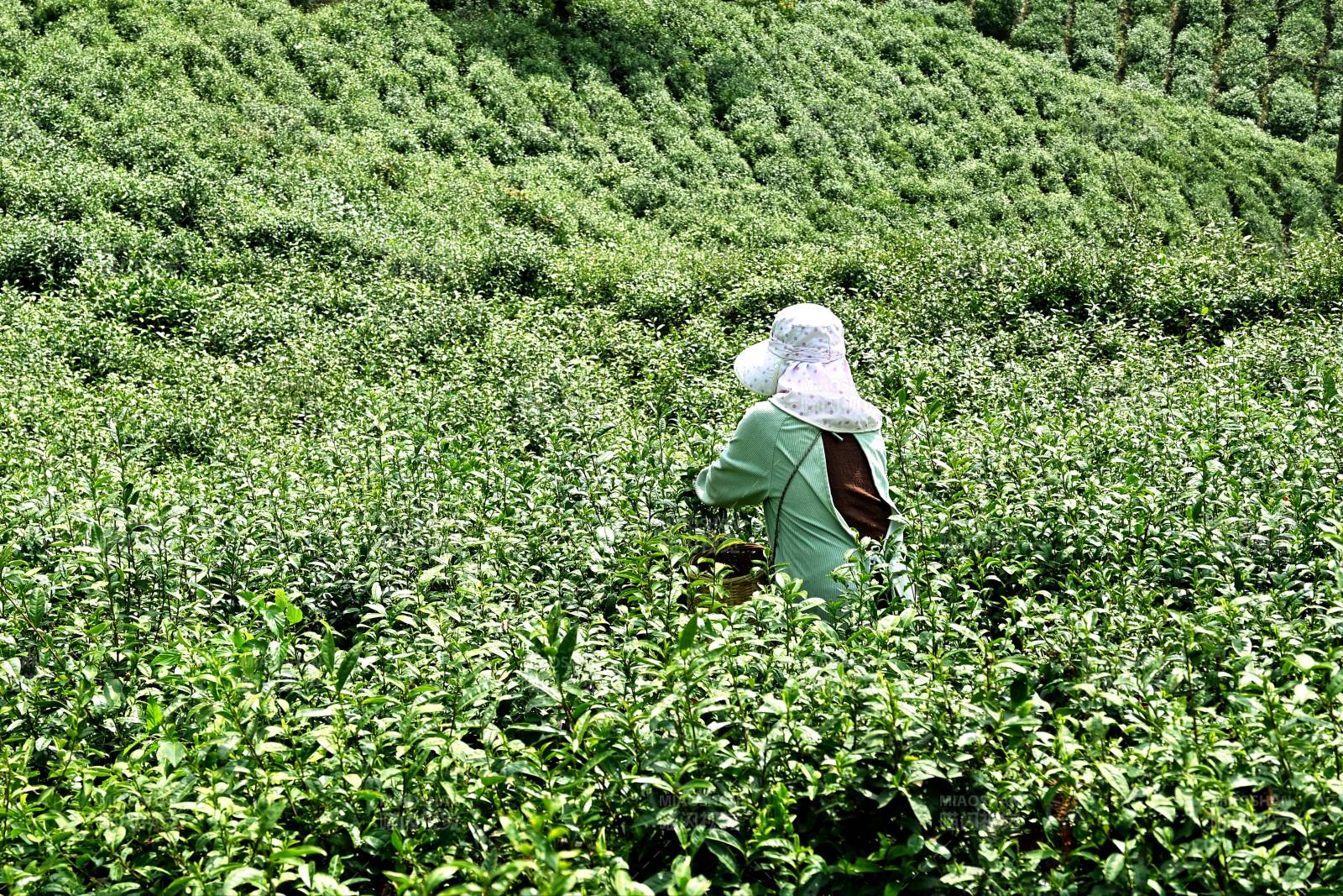 茶园采茶人图片