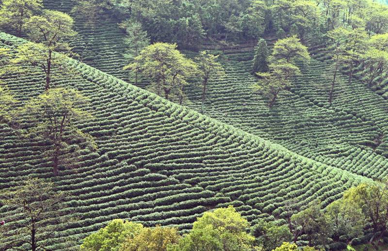茶园梯田风光图片