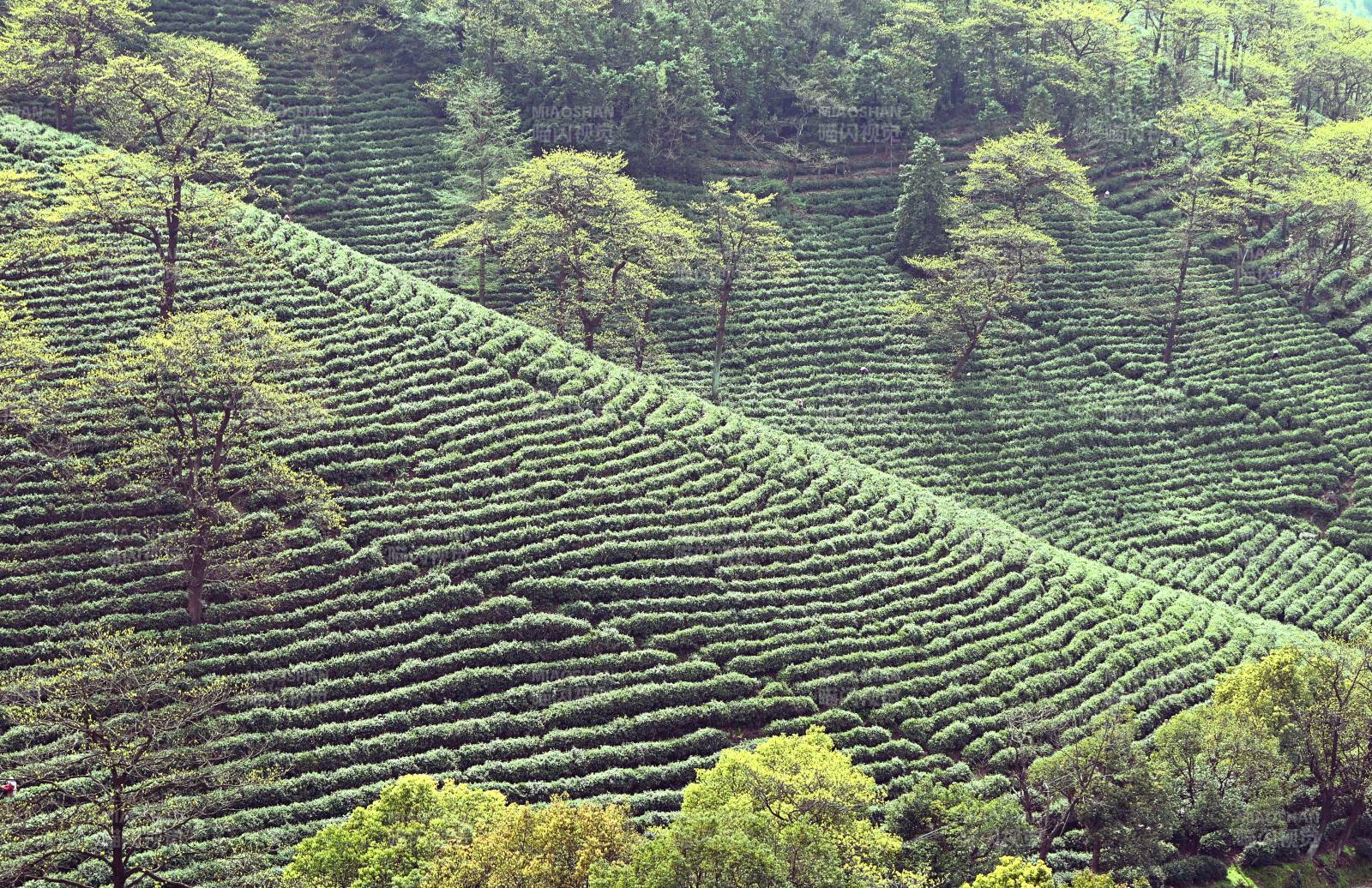 茶园梯田风光图片