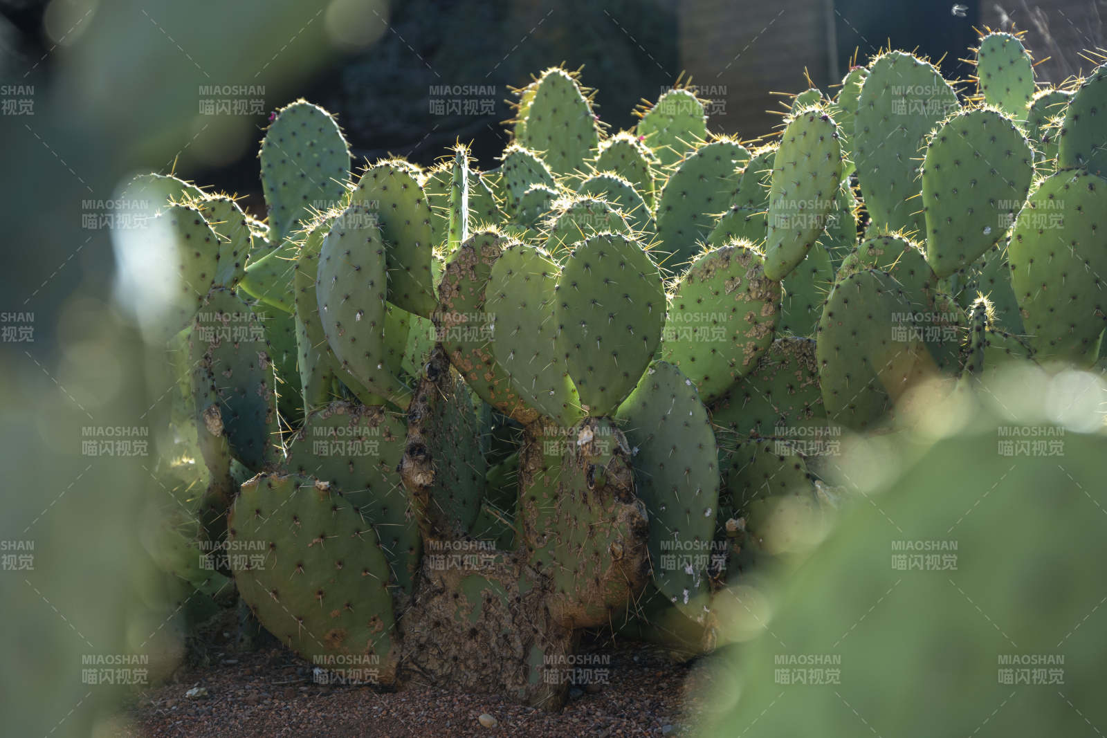 仙人掌绿意盎然图片