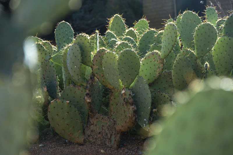 仙人掌绿意盎然图片