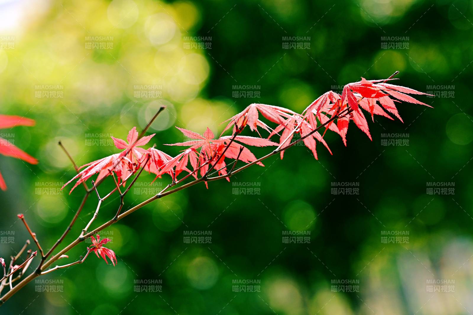 红枫枝头春意浓图片
