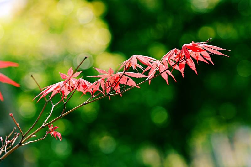 红枫枝头春意浓图片