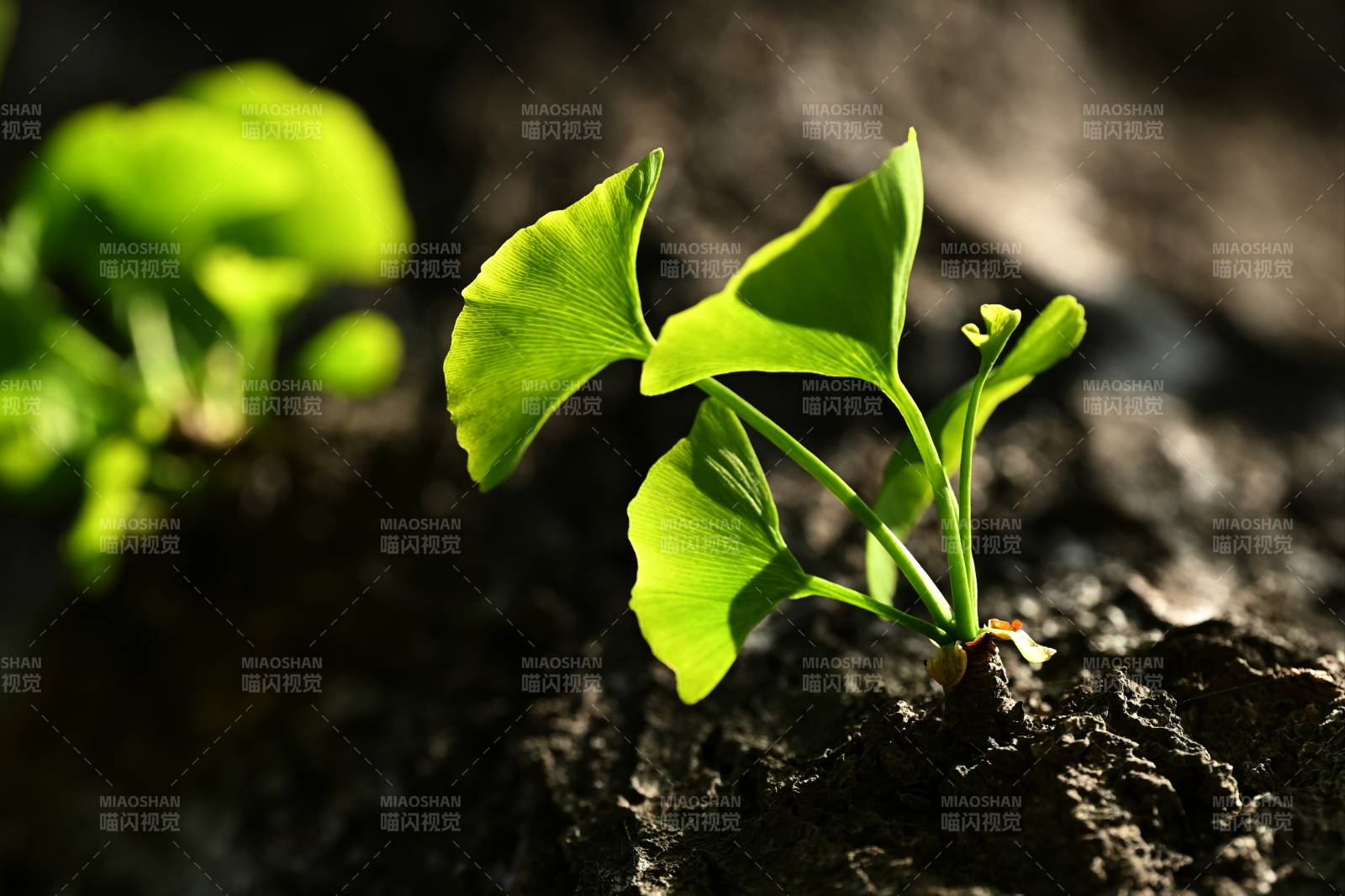 古老的银杏枝干上嫩芽图片