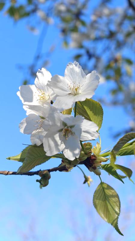 樱花绽放春意浓图片