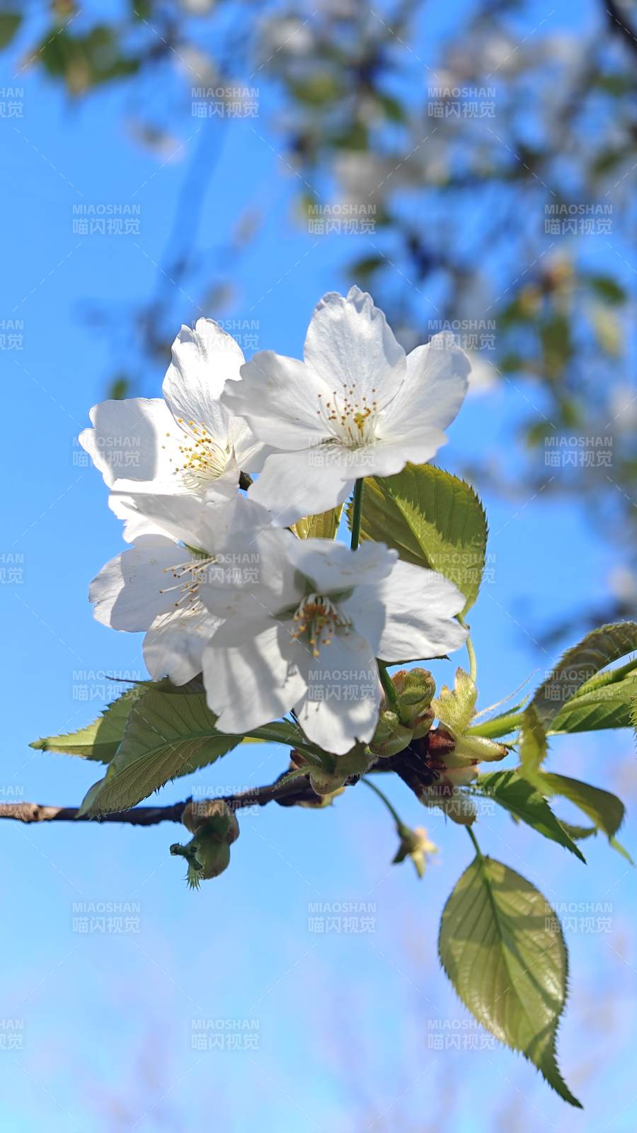 樱花绽放春意浓图片