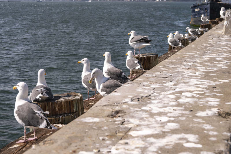 海鸥栖息码头边图片