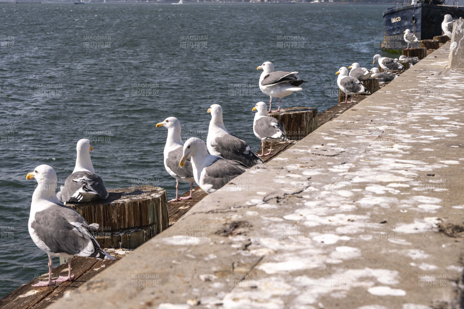 海鸥栖息码头边图片