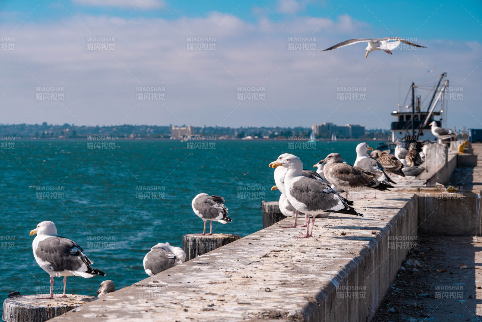 海鸥栖息码头边图片