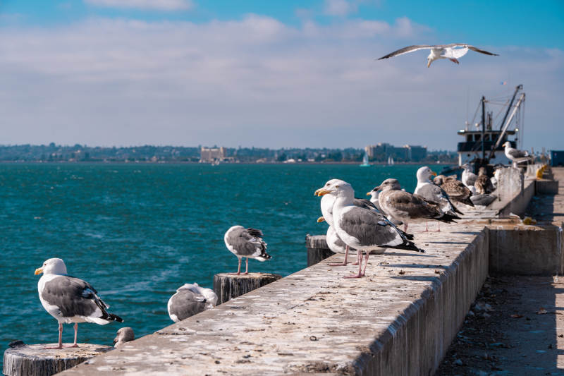 海鸥栖息码头边图片