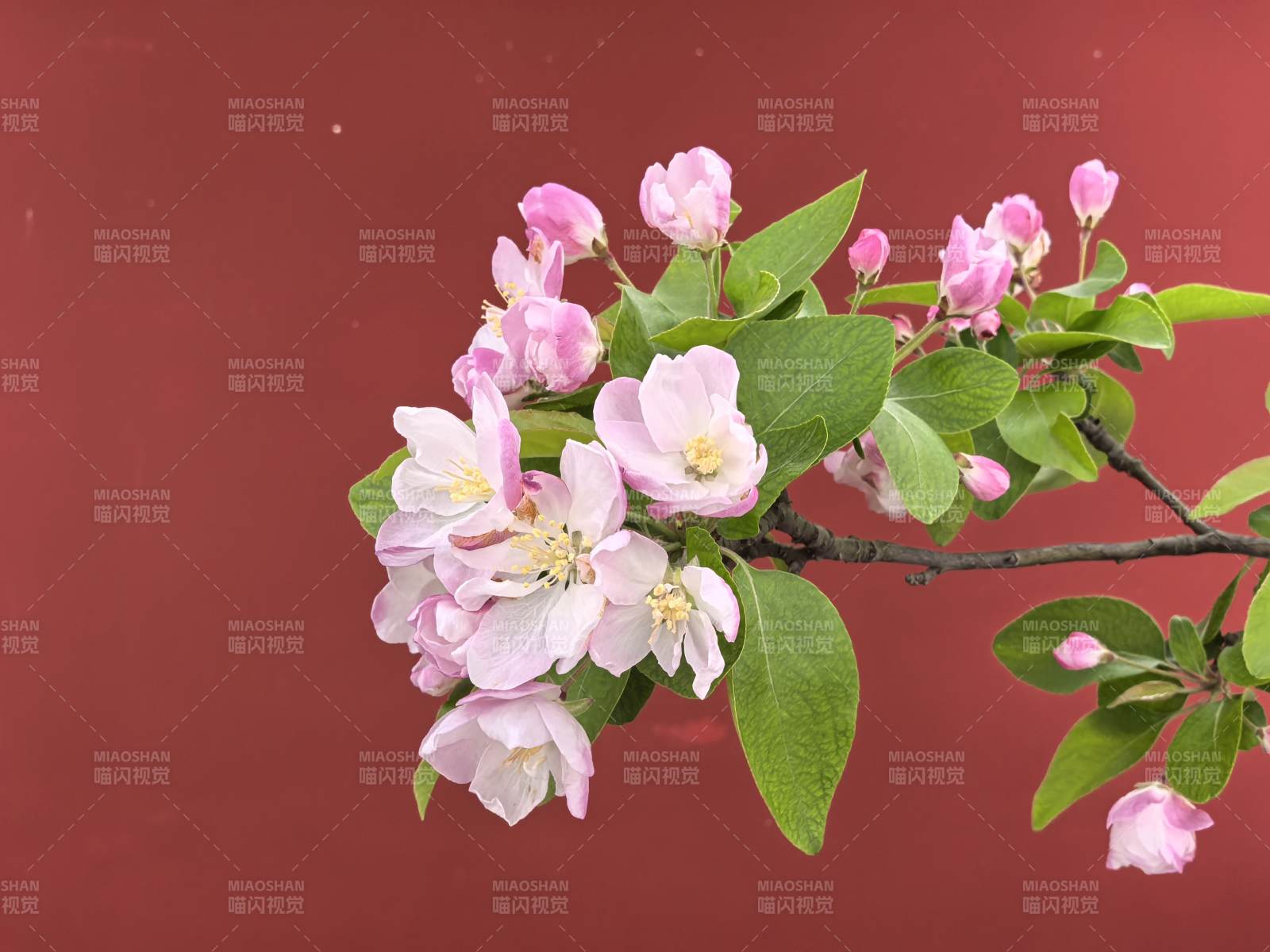 春日花枝绽放图片