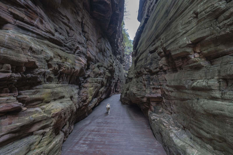 峡谷小径行犬影图片