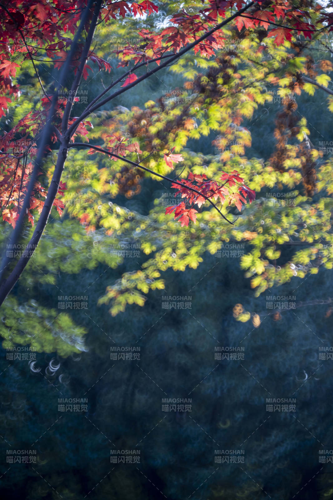 秋叶映水 静谧如画图片