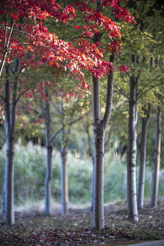 秋林红叶静谧景图片