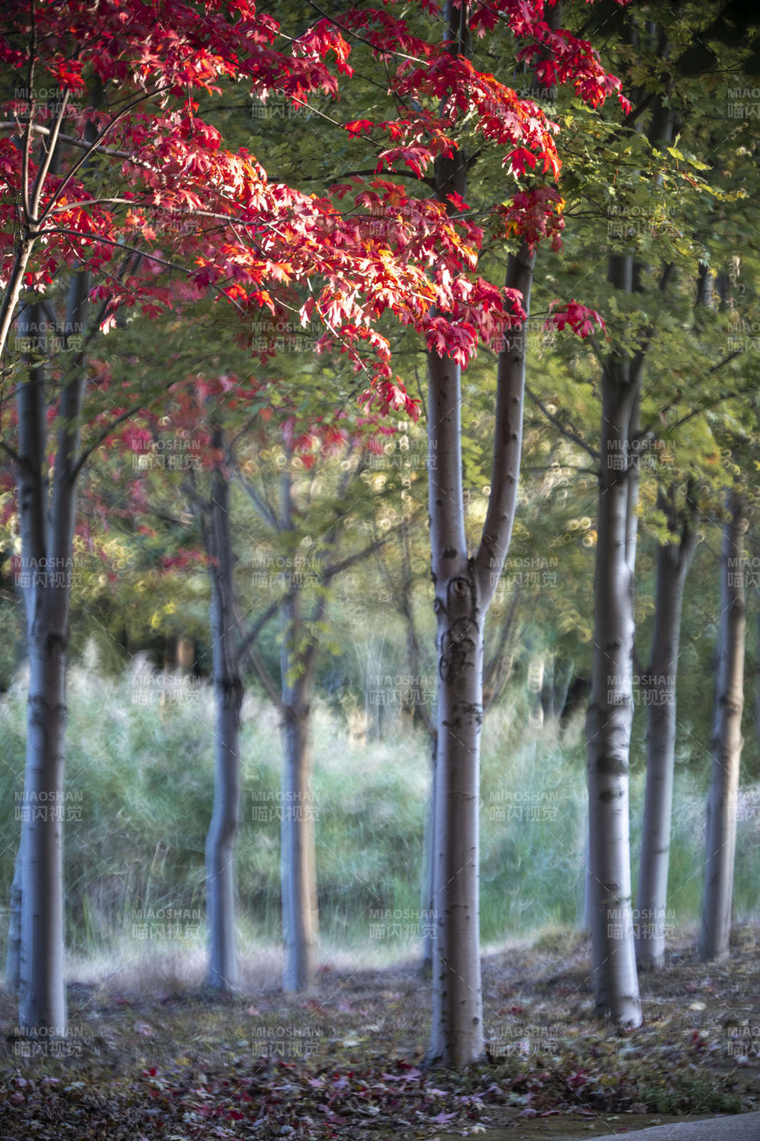 秋林红叶静谧景图片