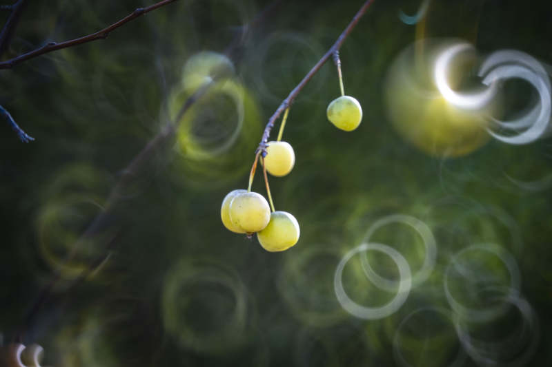 秋果挂枝头图片