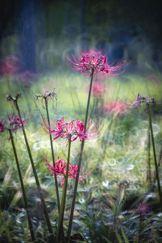 彼岸花绽放图片