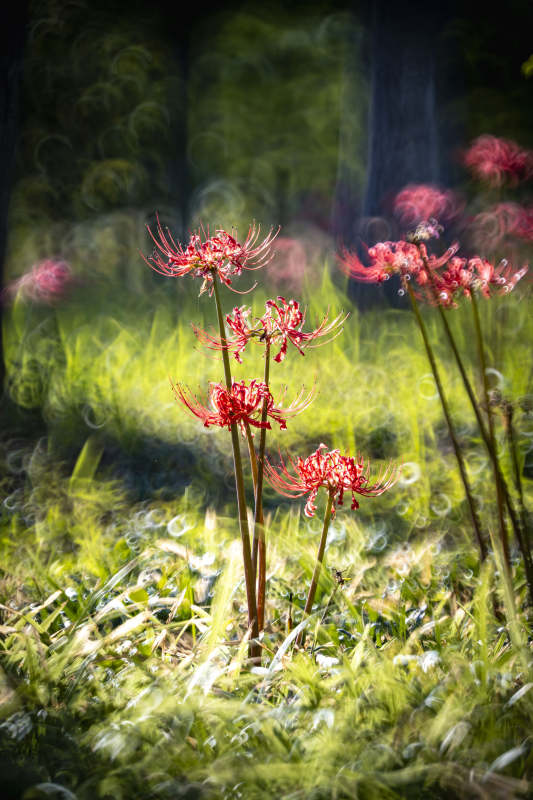 红花幽林绽放图片