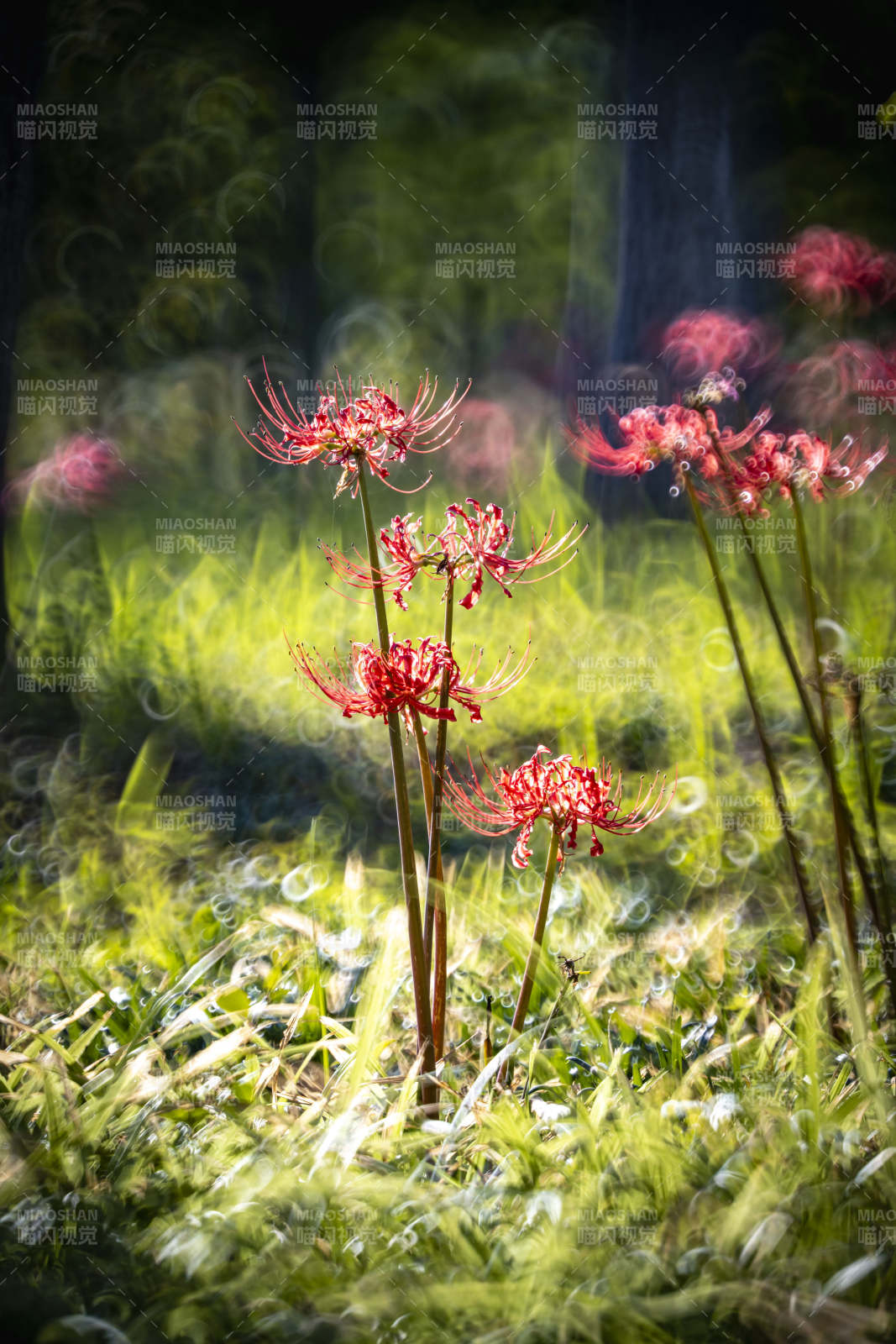 红花幽林绽放图片