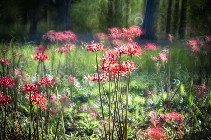 红花摇曳林间图片