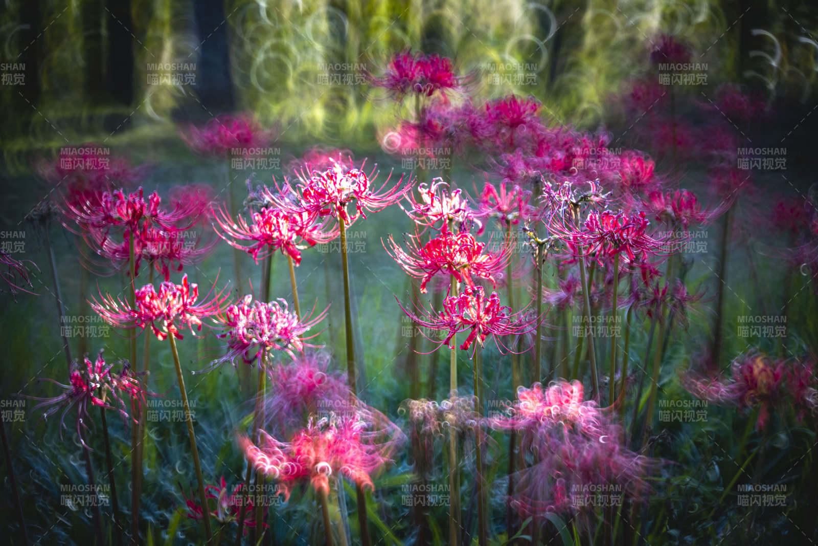 粉红彼岸花绽放图片