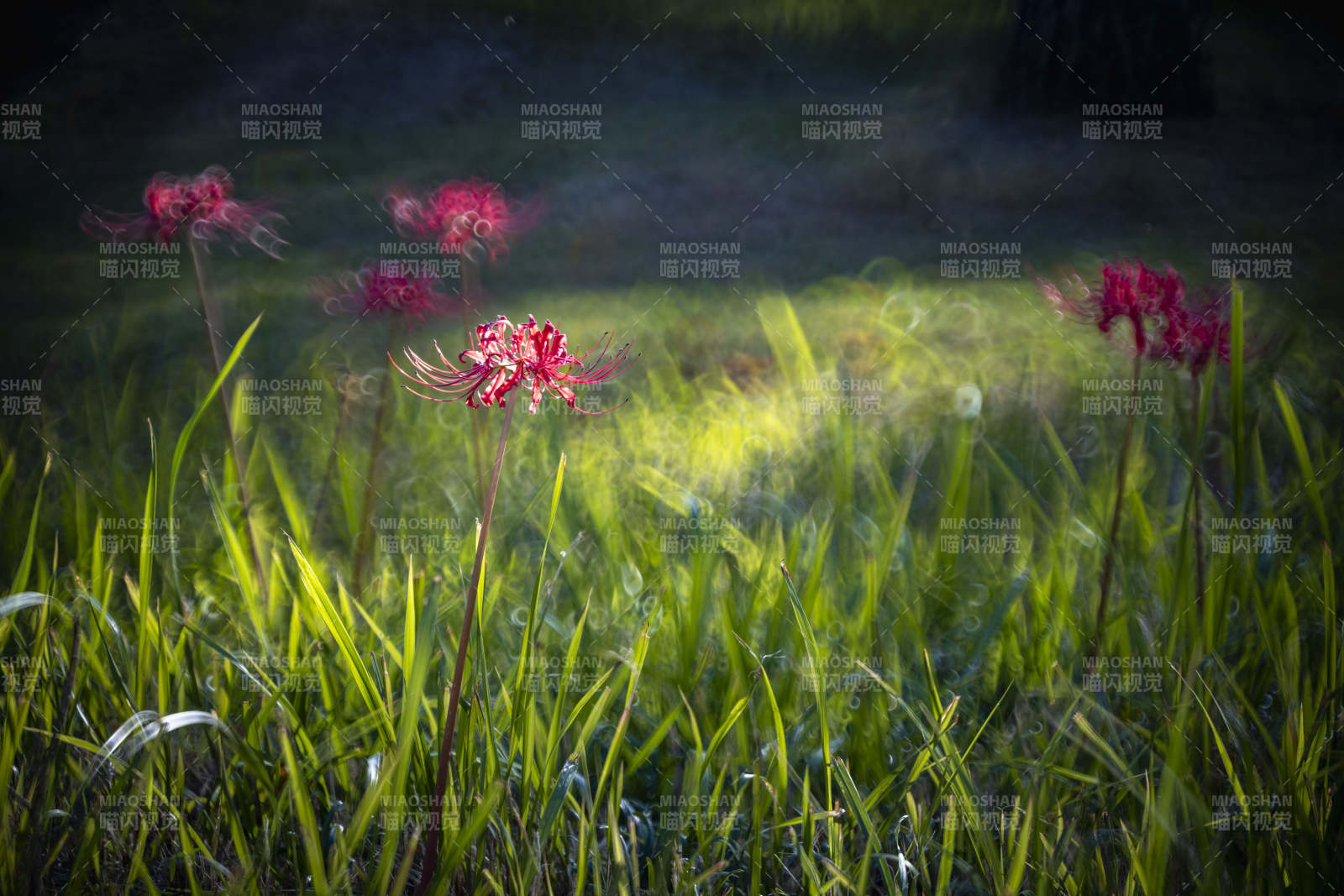 红花绿草光影图片