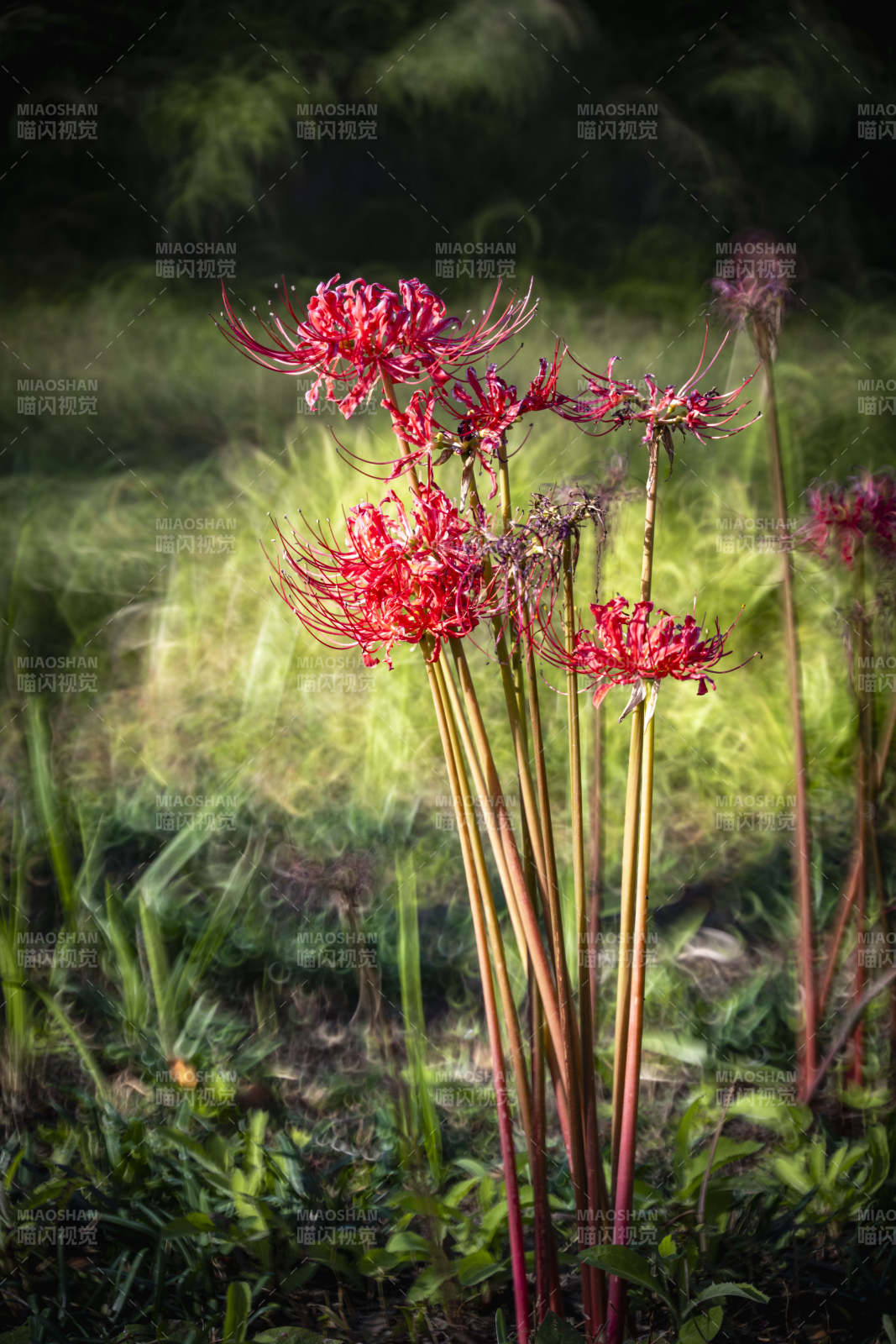 彼岸花绽放图片