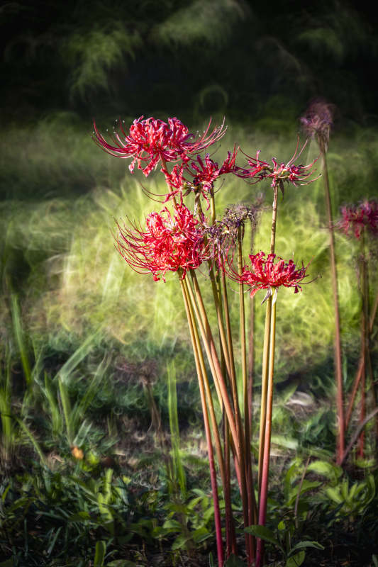 彼岸花绽放图片