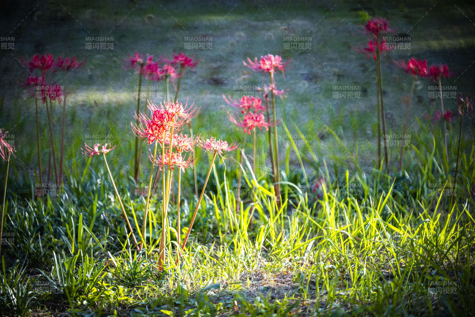 红花绿草映阳光图片