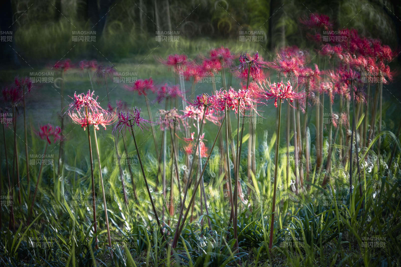 秋日彼岸花绽放图片