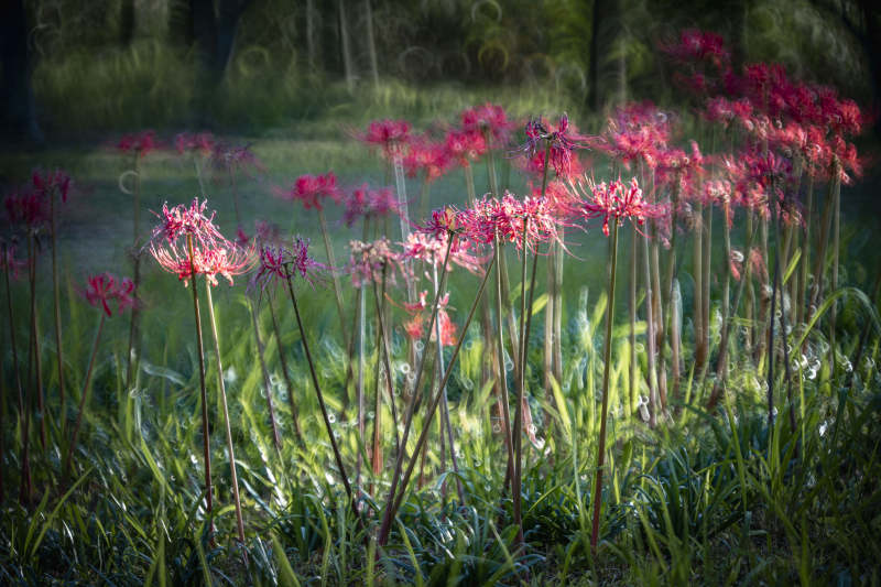 秋日彼岸花绽放图片