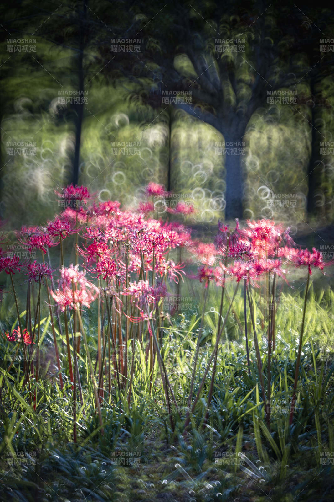 林间粉花绽放图片