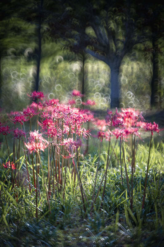 林间粉花绽放图片