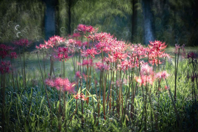 粉红花海晨光中图片