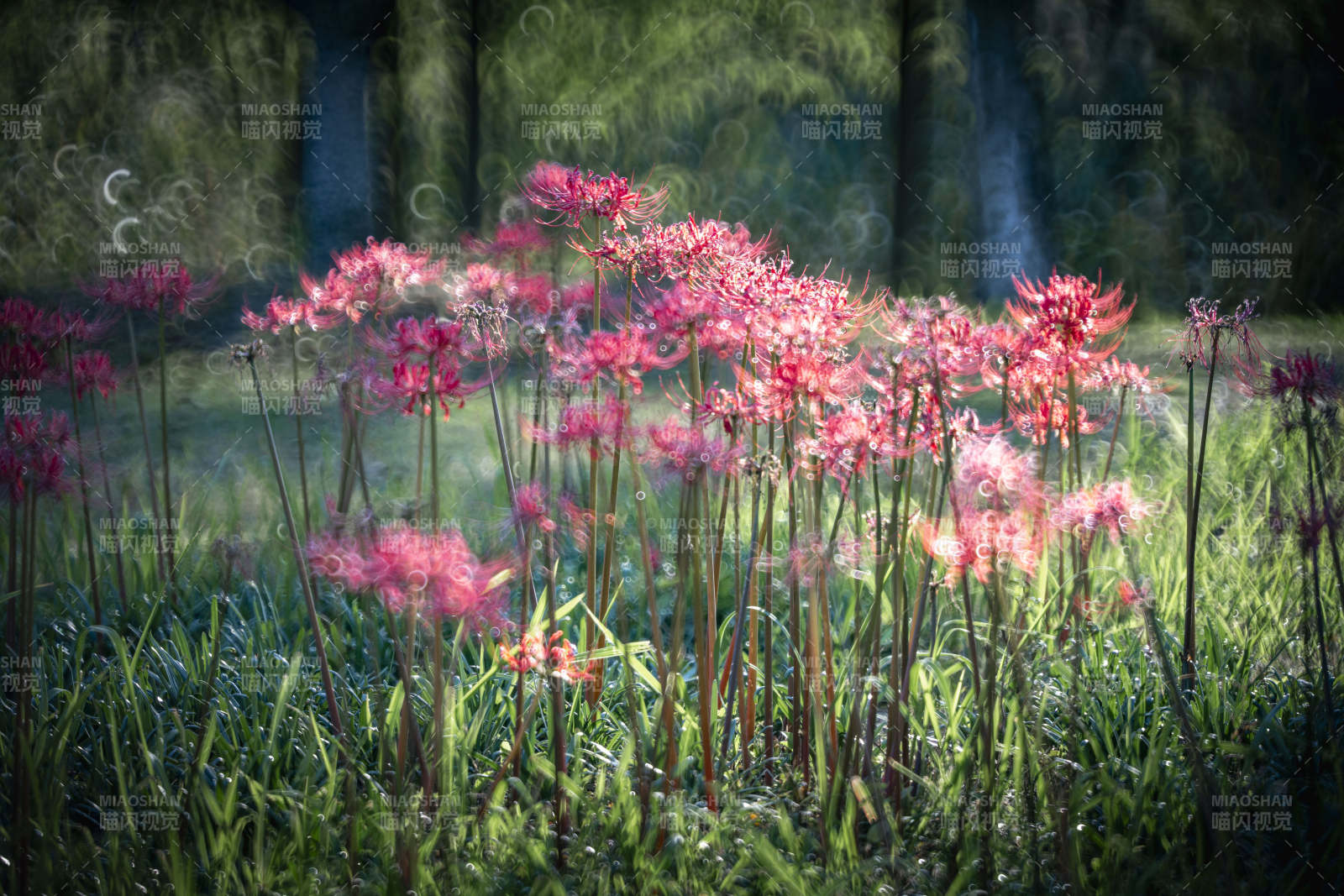 粉红花海晨光中图片