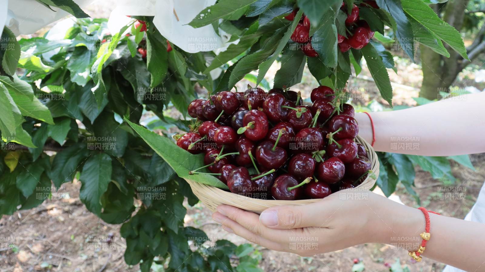 手捧鲜红樱桃图片