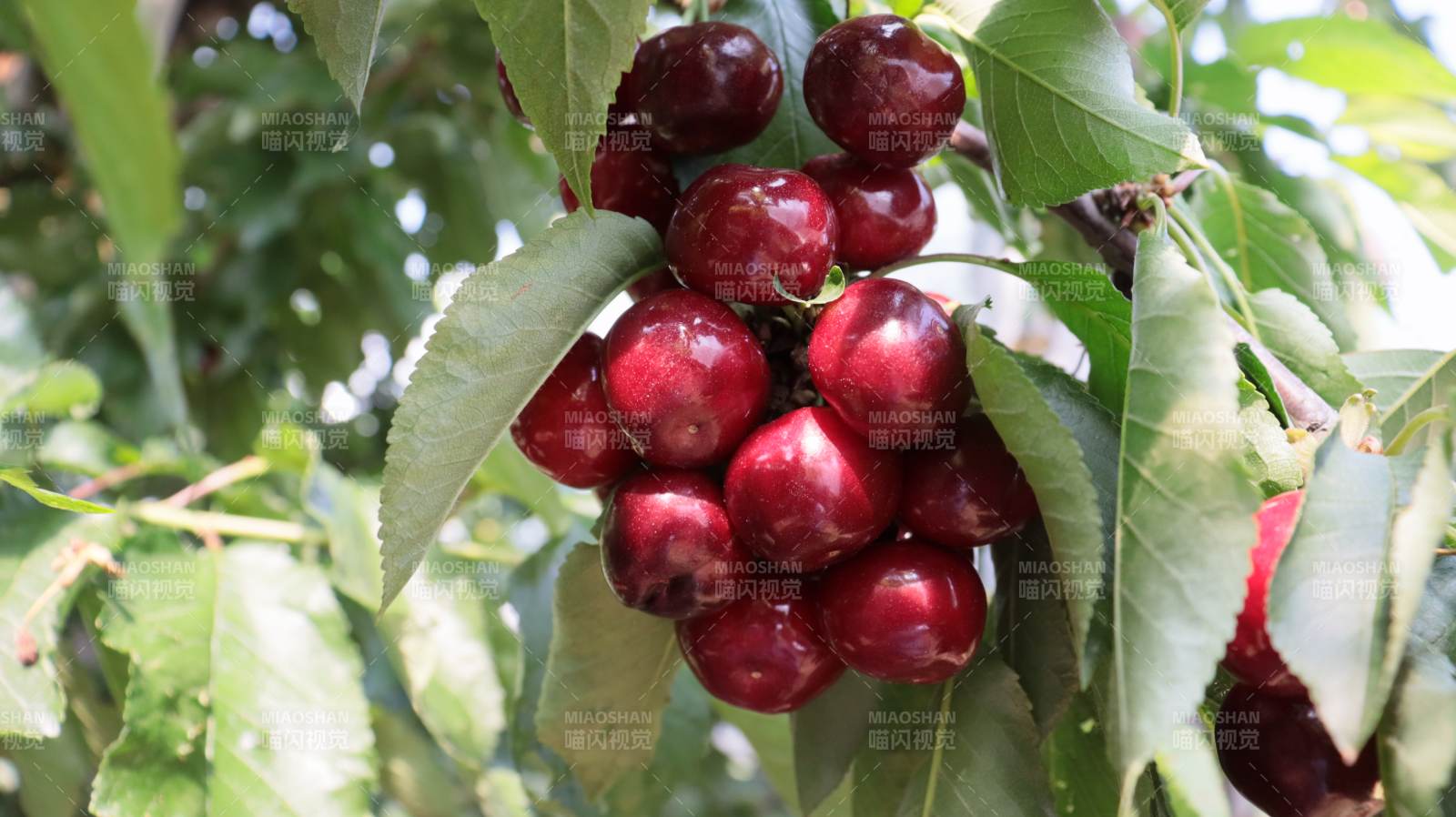鲜红樱桃挂枝头图片