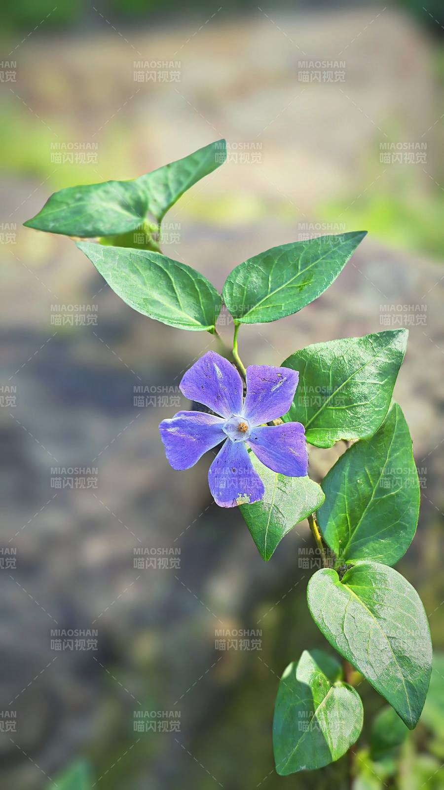 紫花绿叶相映成趣图片