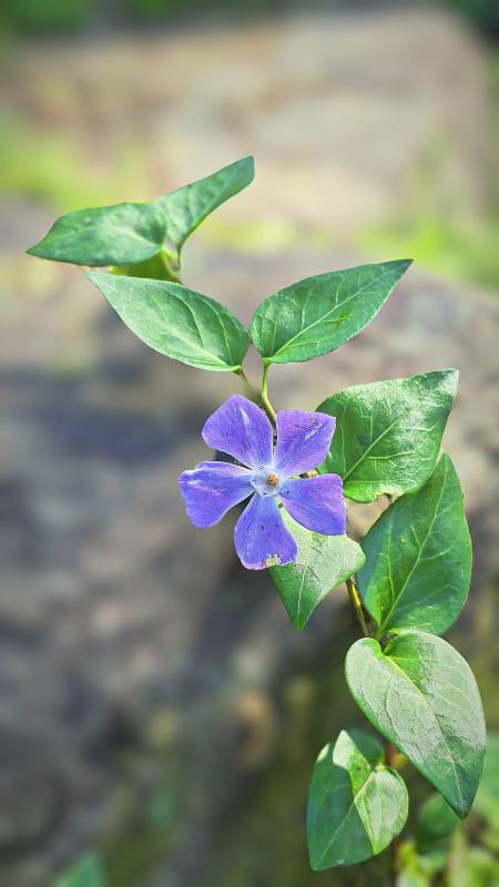 紫花绿叶相映成趣图片