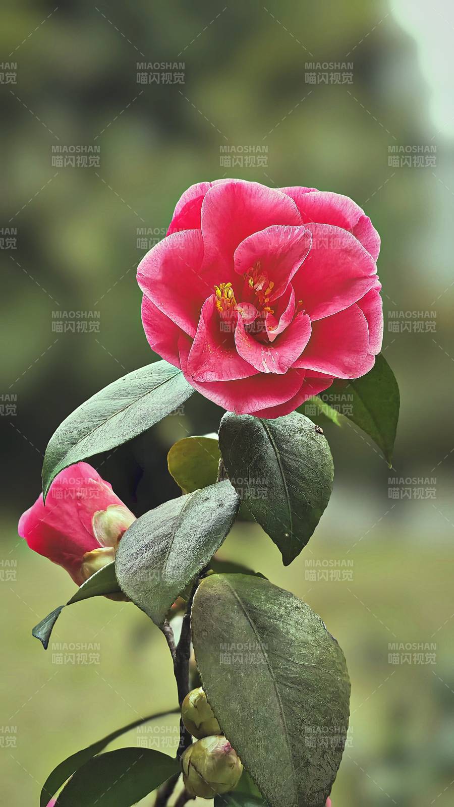 山茶花绽放图片